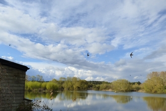 swifts over the slough