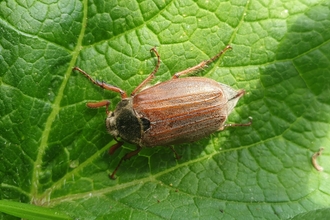 Cockchafer at Church Farm – Dan Doughty