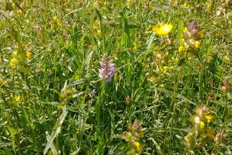 Gunton Meadow - Ellen Shailes