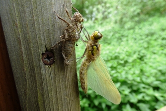 dragonfly emerging