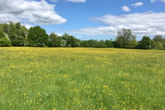 Flowering Martin's meadow, Ben Calvesbert