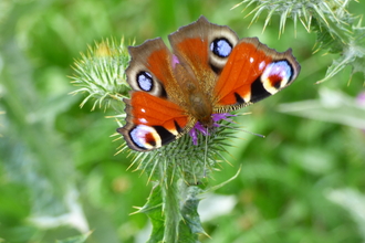 peacock butterfly