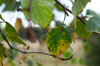 birch leaves changing colour