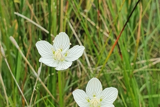Grass of Parnassus at Market Weston Fen – Joe Bell-Tye