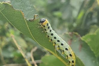 Sawfly larvae at Lackford Lakes - Joe Bell-Tye