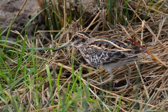 Jack snipe - Gavin Durrant