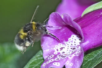 Bee on foxglove, John Lewington