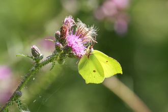 Brimstone butterfly - Steve Aylward