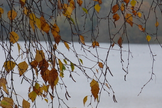 Still a few leaves on the trees