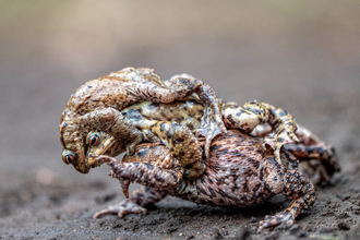 Winner of plants, fungi, reptiles, amphibians and marine category - Paula Cooper