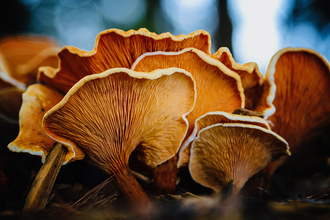 Runner-up in plants, fungi, reptiles, amphibians, marine category - Trudie Davidson