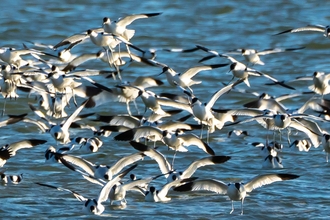 Avocets at Hazlewood Marshes - Michael Johnstone