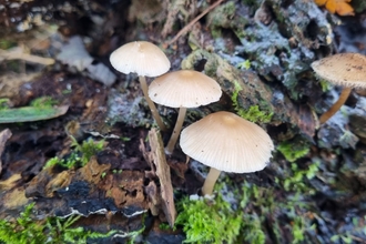 Common bonnets at Lackford Lakes - Joe Bell-Tye