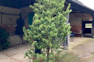 Recycled pine for Christmas at Foxburrow Farm - Ben Calvesbert