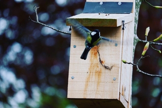 Great tit and nest box 