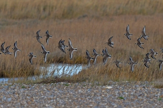 Ringed plover and dunlin at Dingle Marshes - Gavin Durrant 
