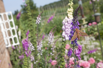 Wildlife garden - Tom Marshall