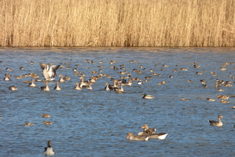 ducks at Lackford Lakes
