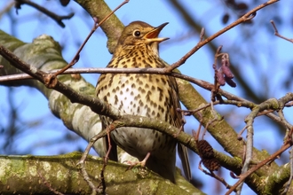 Song thrush 2