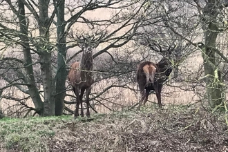 Red deer stags at Lound Lakes – Andrew Hickinbotham 
