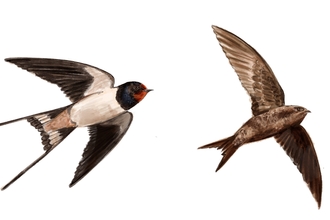 Swifts, swallow, martins