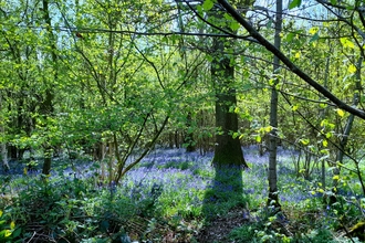 Bluebells at Bradfield Woods – Alex Lack