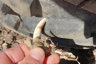 Chinese water deer tusk – Gavin Durrant