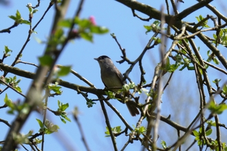 blackcap