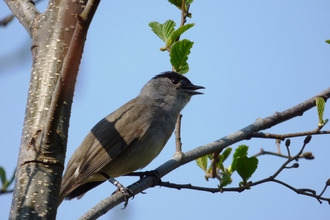 blackcap