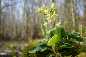 Oxlip - photograph by Steve Aylward