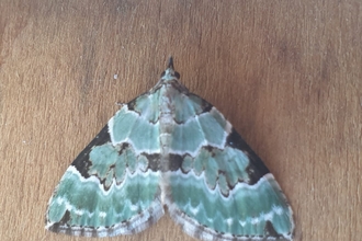 Green carpet moth - Dan Doughty