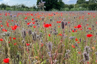 Poppy Field