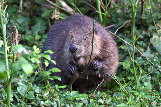 Beaver amongst vegetation