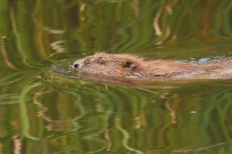 Beaver, Mike Symes