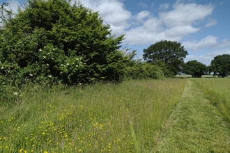 Farmland hedge, Maddie Lord