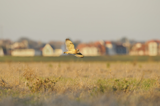 Short eared owl - Terry Whittaker