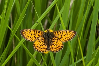Small pearl-bordered fritillary, Roy, Lound Lakes