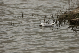 Dead black-headed gull at Minsmere, Wendy Carter