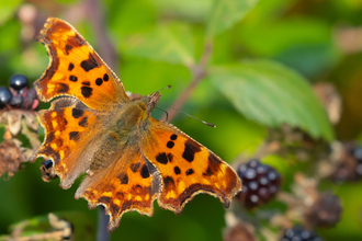 comma butterfly, courtesy of Kevin Sawford