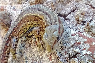 Common lizard taking shade on Fen Barn wall at Lound Lakes – Andy Hickinbotham