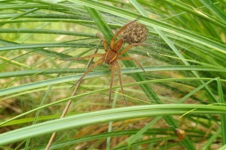 Fen raft spider with nursery web at Carlton Marshes - David Shackleton 