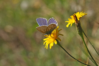 Common blue butterfly - Steve Aylward