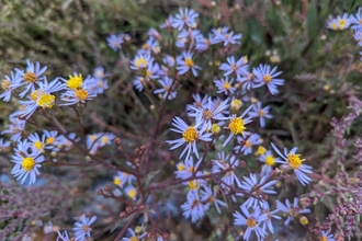 Sea aster – Jamie Smith