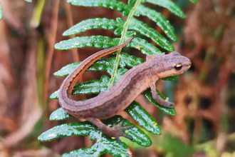 Smooth newt at Newbourne Springs – Jessica Ratcliff 
