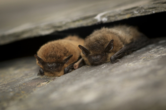 Common pipistrelle bats by Tom Marshall