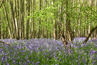 Hintlesham Wood Bluebells