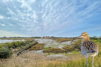 Suffolk Wildlife Trust