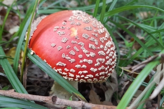 Fly Agaric at Bonny Wood – Anneke Emery 