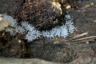 Coral slime mould at Lackford Lakes – Hawk Honey 