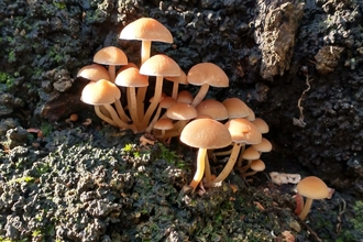 Fungi in the sun - Andrew Hickinbotham 